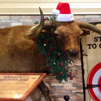 Stuffed Longhorn Steer at Casino Food Court