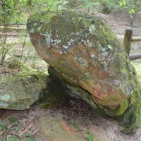 Mississippi Petrified Forest