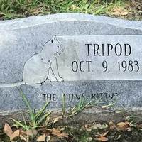 Grave of Tripod the Cat