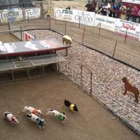 Pig Races on Pig Track at Saloon