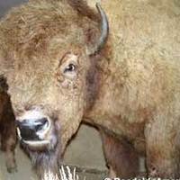 Hornaday's Bull - Buffalo Nickel Buffalo
