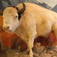 Big Medicine - Stuffed White Buffalo