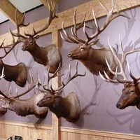 Wall of Conserved Elk Heads