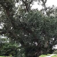 The Cora Witch Tree