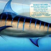 World Record Largest Blue Marlin