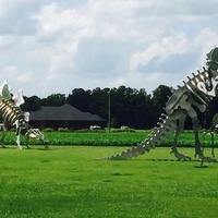 Dinosaur Skeleton Sculptures
