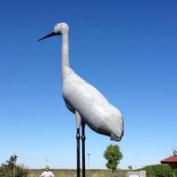 World's Largest Sandhill Crane