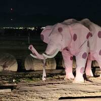 Pink Spotted Elephant