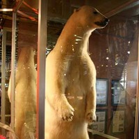 White King, World's Largest Dead Polar Bear