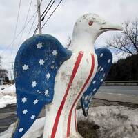 Patriotic Seagull