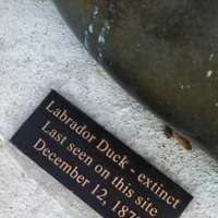 Statue of Extinct Labrador Duck