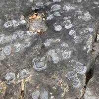 Walk on the Stromatolites