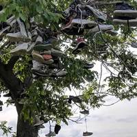 Sneaker Tree: Multiple Shoe Trees
