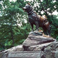 Statue of Balto the Wonder Dog