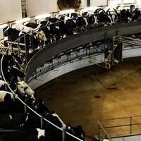 Giant Cow Turntable, Dairy Thrills