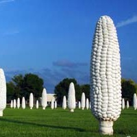 Field of Giant Corn Cobs