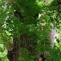 Giant Cottonwood Tree