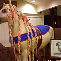 Napoleon's Horse: World's Longest Mane