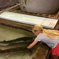 Sturgeon Petting and Trout Frenzy