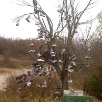 Route 66 Shoe Tree