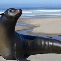 Statue of Joe the Sea Lion
