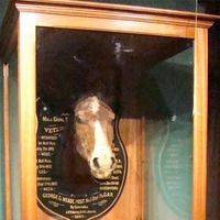 Old Baldy: Horse Hero Head