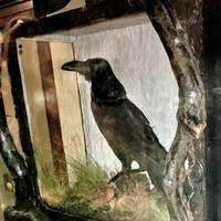The Raven That Inspired 