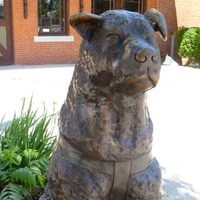 Statue of Hachiko, Faithful Dog
