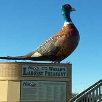 World's Largest Pheasant