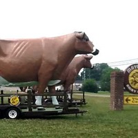 Big Cows, Ice Cream - Dairy Tour