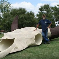 World's Largest Buffalo Skull