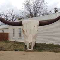Giant Texas Longhorn Skull