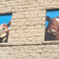 Cattle Portraits