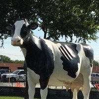 Schepp's Big Cow