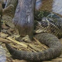 Rattlers and Reptiles