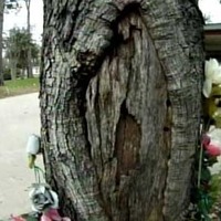 Miracle Virgin Mary Oak Tree