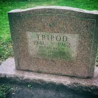 Grave of Tripod the Dog