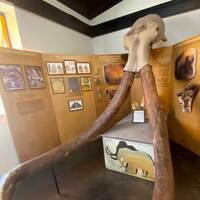 Mammoth Tusks in a Restaurant