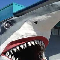 Huge Shark False Entrance
