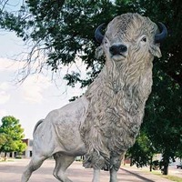 White Buffalo Statue