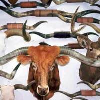 World's Largest Longhorn Collection