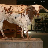 Rawhide - Largest Longhorn Horn Spread