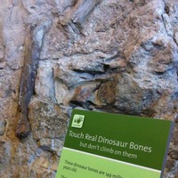 Cliff of Dino Bones Inside a Building