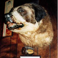 Mounted Head of The Dog