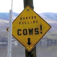 Danger: Falling Cows