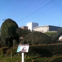 Dinosaur Topiary