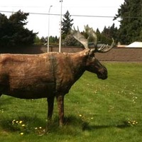 Taxidermy Wooden Moose