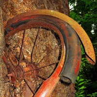 Bicycle Eaten by Tree