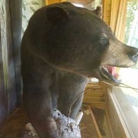 665-lb World Record Stuffed Bear