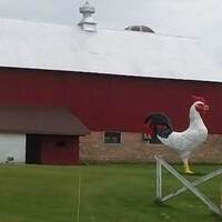 Big Rural Chicken